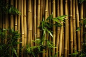 Na obrazku przedstawiony jest piękny bambusowy żywopłot, tworzący naturalną i zieloną barierę. Gęste, wyprostowane pędy bambusa tworzą harmonijną strukturę, zapewniając prywatność i ochronę. Ten wyjątkowy bambusowy żywopłot dodaje nie tylko estetyki, ale także tworzy atmosferę spokoju i bliskości z naturą