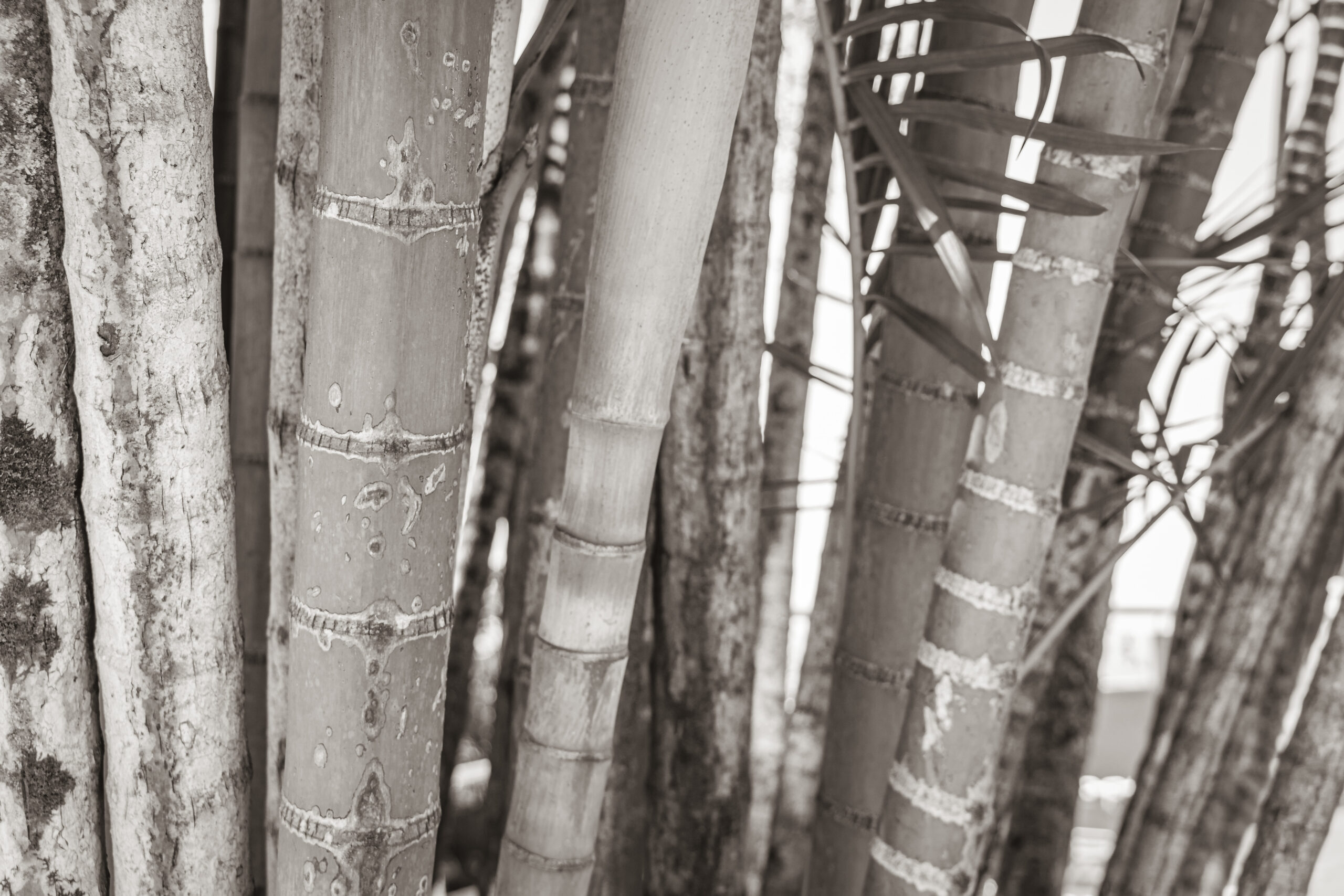 Na obrazku ukazuje się malowniczy widok bambusa w zimowej scenerii, gdzie jego zielone liście kontrastują z białym puchem śniegu. Pomimo surowych warunków, bambus zachowuje swoją elegancję i odporność, tworząc harmonijną kompozycję zimowego krajobrazu. Ten obrazek przypomina nam, że natura potrafi przetrwać nawet w najtrudniejszych warunkach, dając nam inspirację i nadzieję na nowy początek