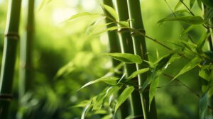 Obrazek przedstawia zimozielony bambus, który stanowi malowniczą ozdobę ogrodu. Jego eleganckie, zielone liście tworzą piękne kontrasty z otoczeniem, dodając przyjemnego odcienia natury. Ten trwały i odporny na warunki atmosferyczne gatunek bambusa sprawia, że ogród wygląda urokliwie przez cały rok, dostarczając spokoju i harmonii w każdym sezonie