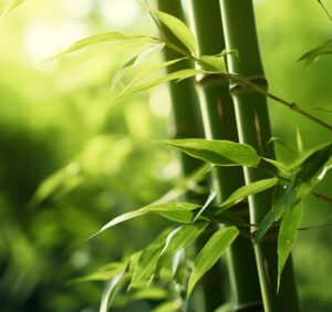 Bambus zimozielony: ozdoba ogrodu przez cały rok