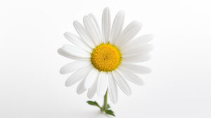 Na tym ujmującym obrazku widać piękną białą margaretkę, która prezentuje się subtelnie i elegancko. Jej delikatne płatki o śnieżnobiałym kolorze tworzą harmonijną kompozycję, podkreślając naturalną urodę tej kwiatowej rośliny. Obrazek oddaje piękno i prostotę białej margaretki, która może być uroczo dekoracyjnym dodatkiem do ogrodu lub bukietu kwiatowego