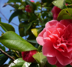 Camellia Japonica: wszystko, co powinieneś wiedzieć