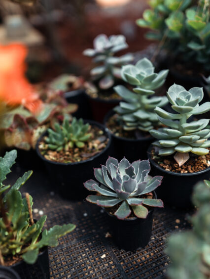 Rośliny miniaturowe do ogrodu – zaradna propozycja dla małych przestrzeni