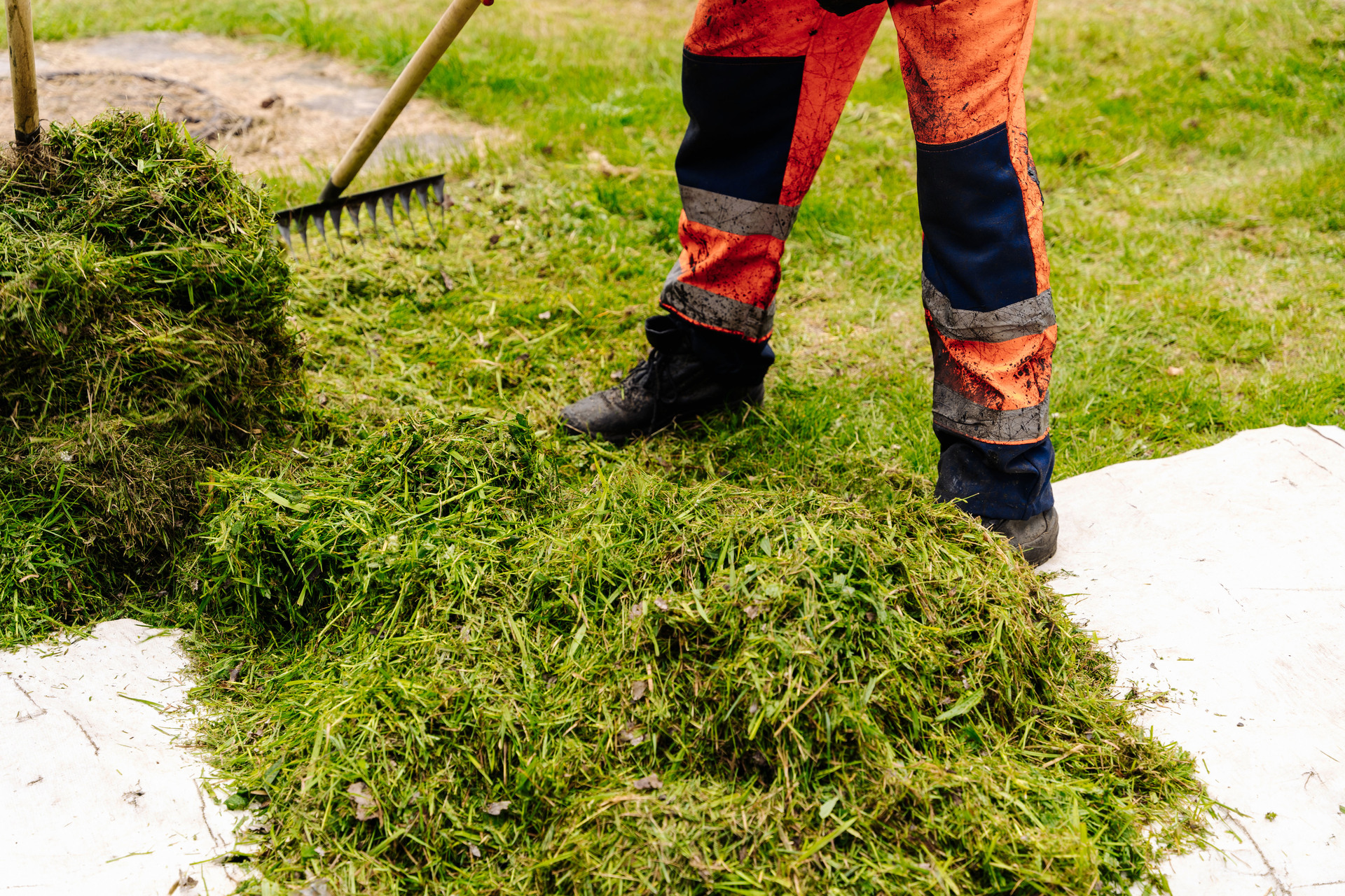 Na tym obrazku widzimy mężczyznę, który grabi skoszoną trawę, aby uporządkować trawnik po koszeniu. Zręcznie używa grabi, zbierając resztki trawy i tworząc schludne linie na powierzchni trawnika. Jego staranność i precyzja w działaniu podkreślają dbałość o estetykę ogrodu i utrzymanie porządku po wykonanej pracy