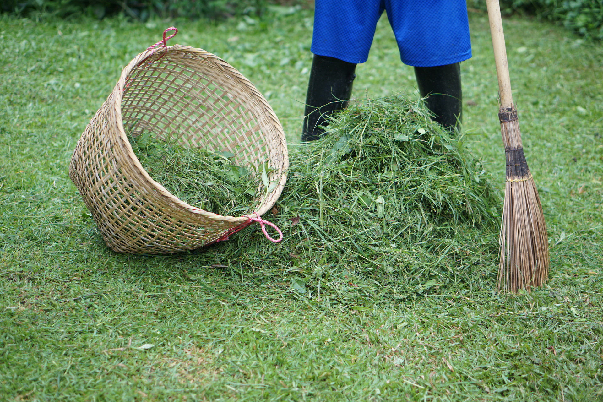 Mężczyzna zbierający skoszoną trawę do kosza, z użycie grabi