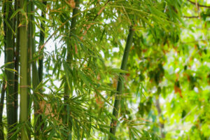 Obrazek przedstawia piękny bambus ogrodowy, który dodaje naturalnego uroku i egzotycznego klimatu do przestrzeni ogrodowej. Bambus ogrodowy, ze swoimi wytrzymałymi i giętkimi pędami, tworzy harmonijną zieloną ścianę, zapewniając prywatność i ochronę przed wiatrem. Ten mrozoodporny bohater naszych ogrodów jest nie tylko estetyczny, ale także łatwy w pielęgnacji, sprawiając, że jest idealnym wyborem dla każdego ogrodnika
