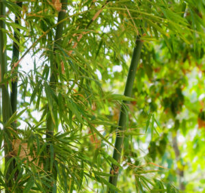 Bambus ogrodowy: mrozoodporny bohater naszych ogrodów