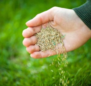 Jakie nasiona trawy warto wybrać do trawnika ogrodowego?