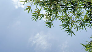 Zwisający bambus, delikatnie kołyszący się na tle niebieskiego nieba
