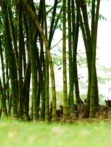 Czym jest bariera korzeniowa dla bambusów drzewiastych