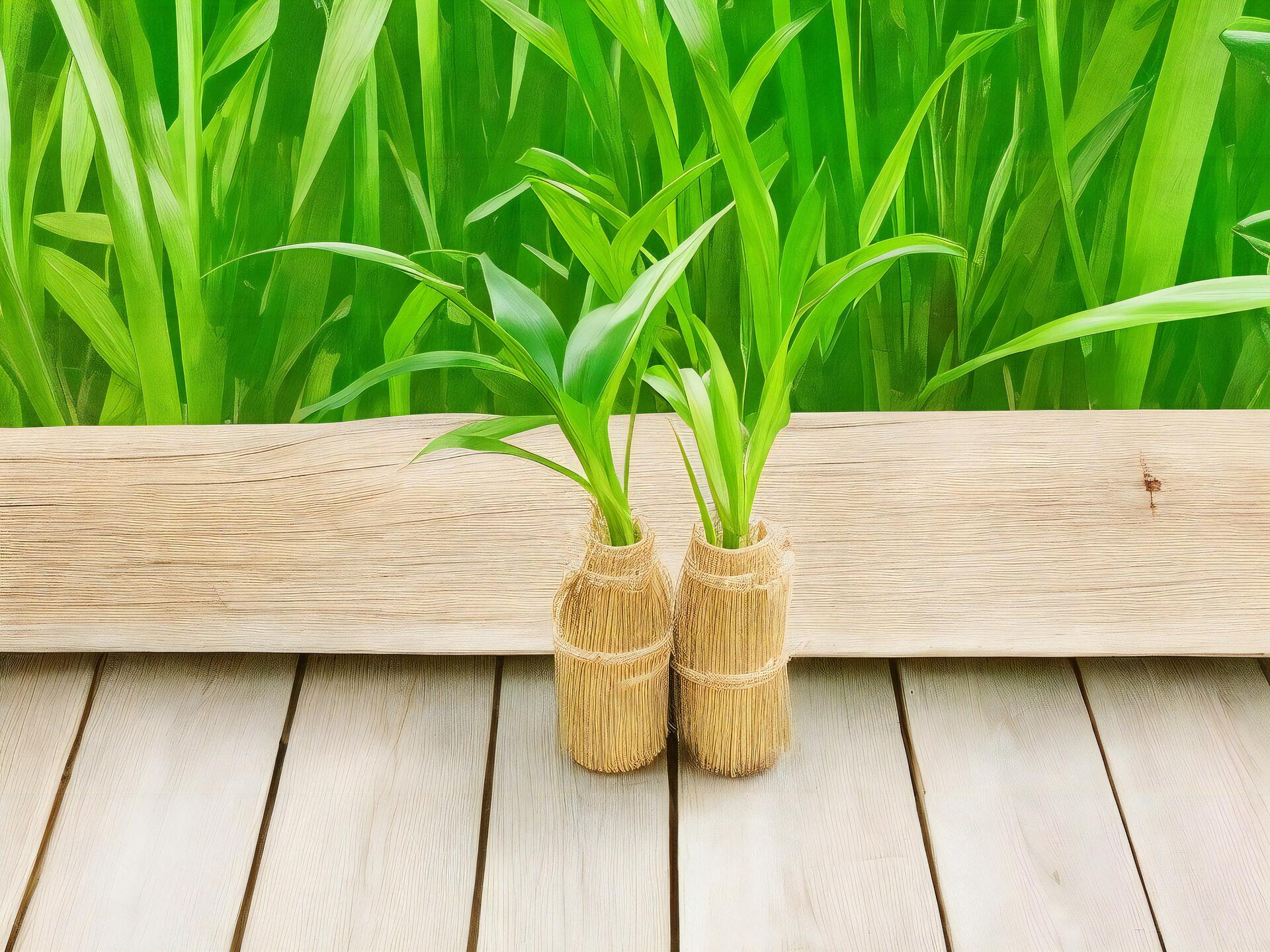 Dwie sadzonki bambusa w małych doniczkach na drewnianych deskach