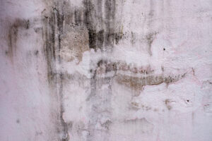 Zagrzybiona ściana, która jest pokryta plamami grzyba w różnych kształtach i odcieniach.