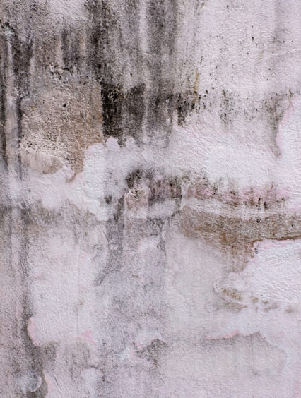 Zagrzybiona ściana: jak usunąć grzyba ze ściany? Sprawdź!