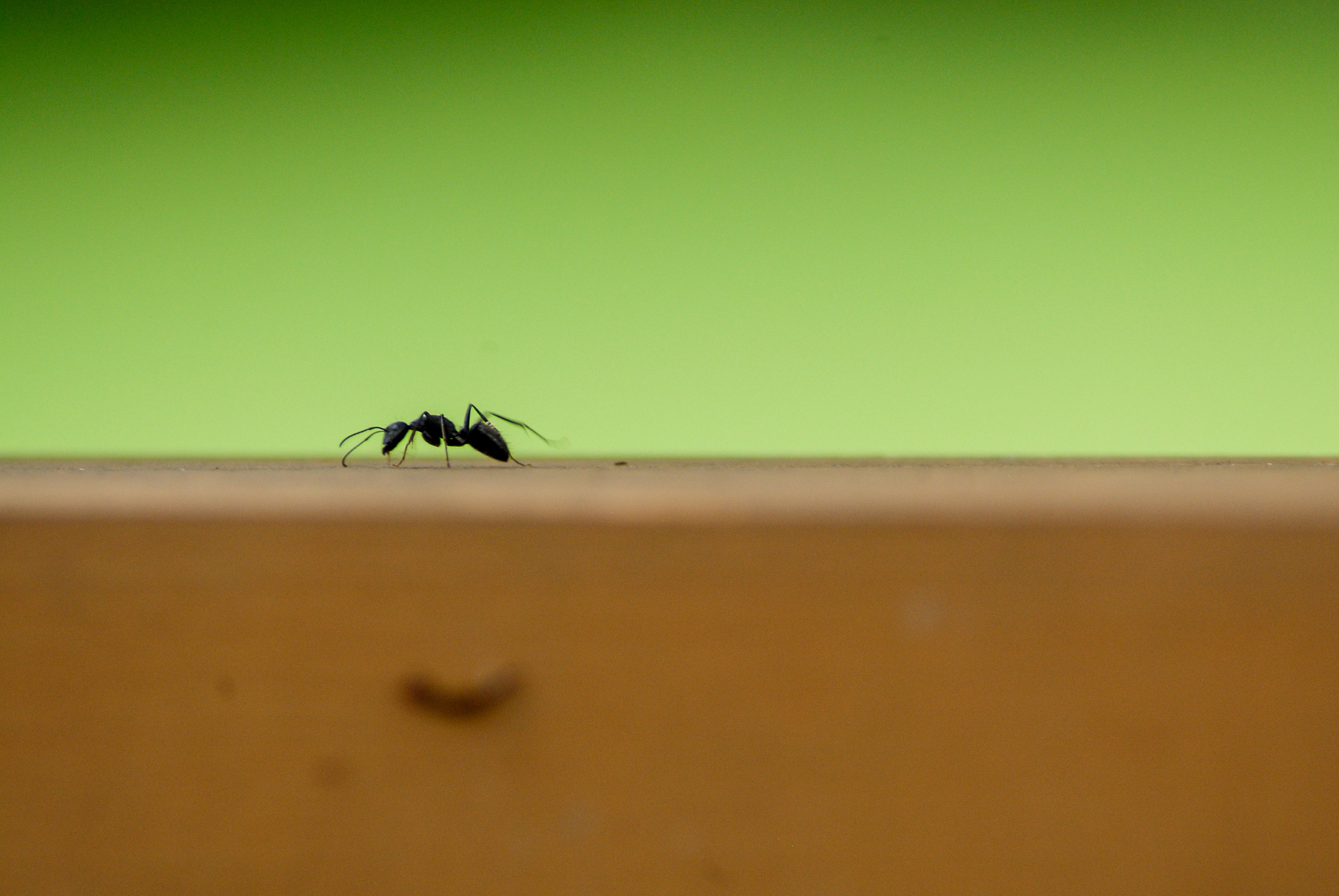 Mrówka spacerująca po drewnianym blacie w domu, na tle zielonej ściany