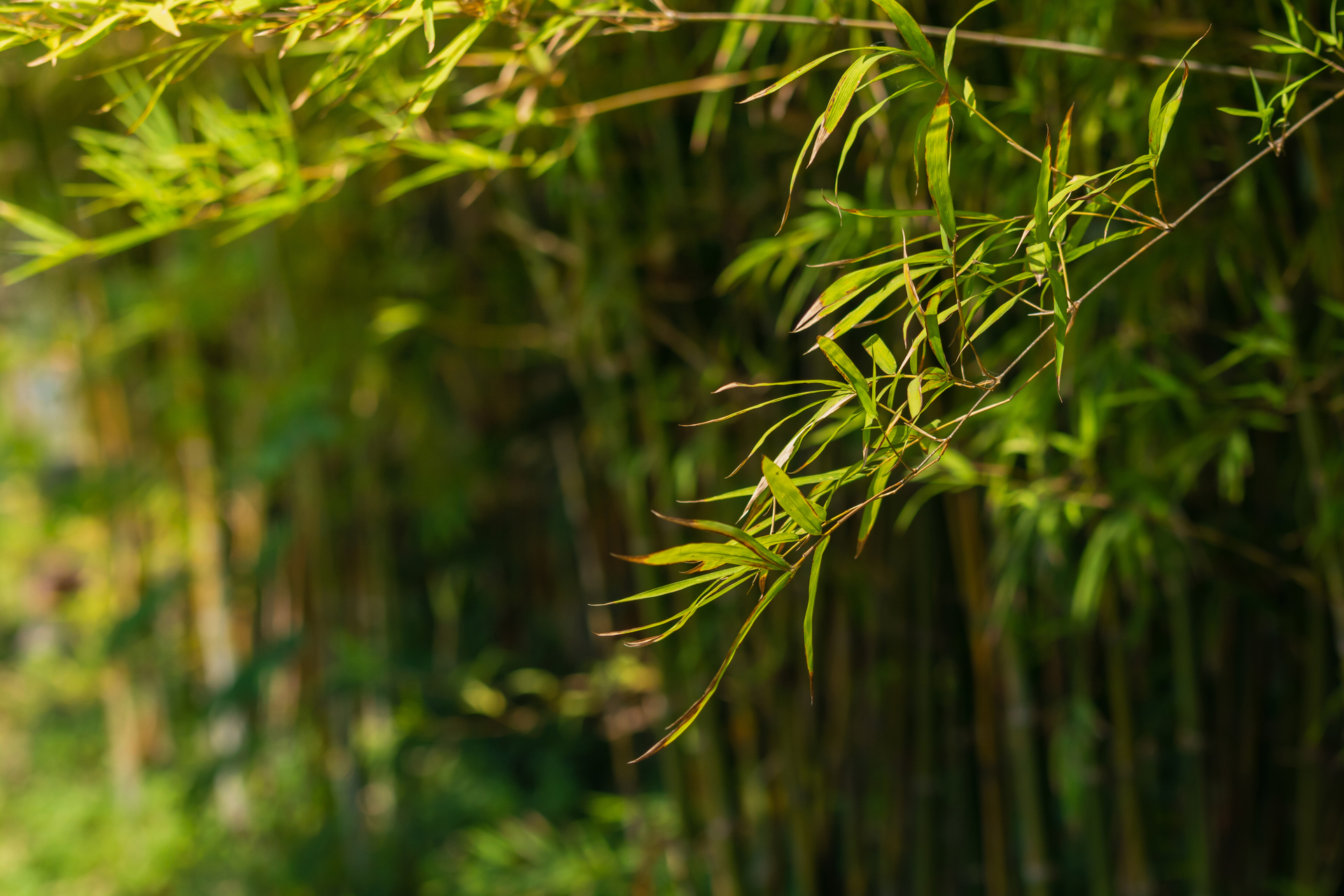 Zwisający bambus, otulony bujną zielenią, która go otacza