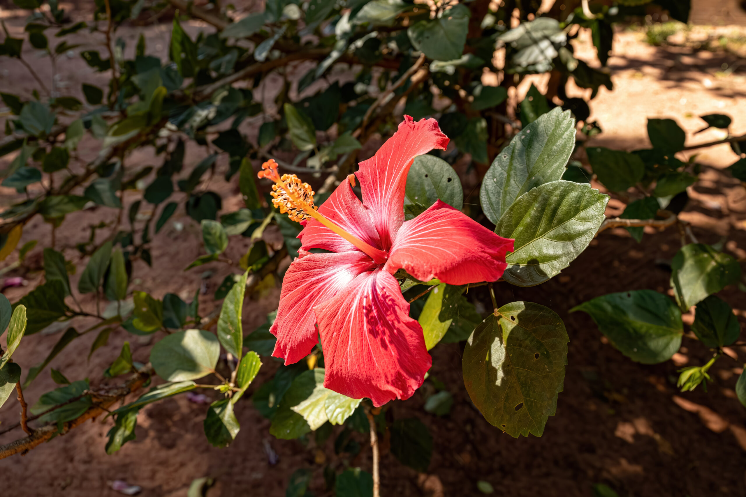 Czerwony kwiat hibiskusa ogrodowego