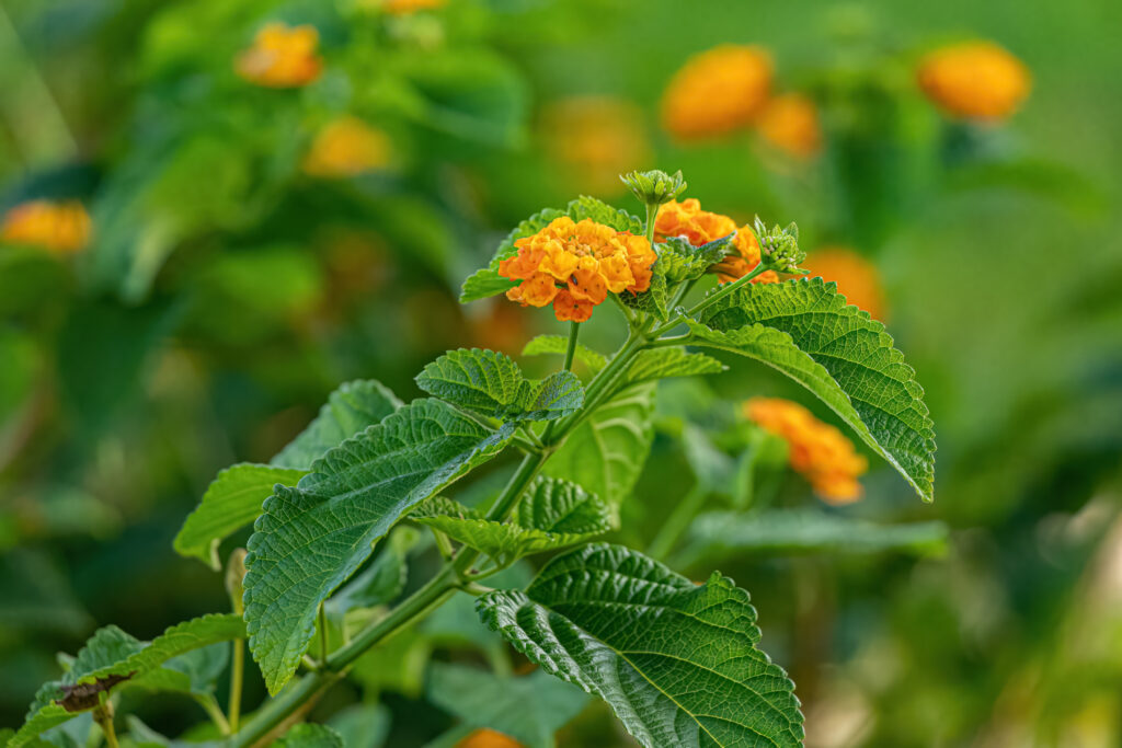 Pomarańczowy kwiat lantany na tle zielonych roślin