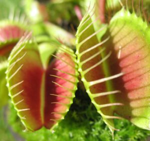 Rośliny owadożerne – co warto o nich wiedzieć?