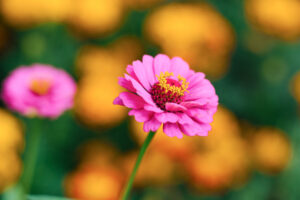 Różowa cynia w ogródku