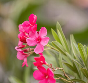 Oleander pospolity – uprawa oraz pielęgnacja