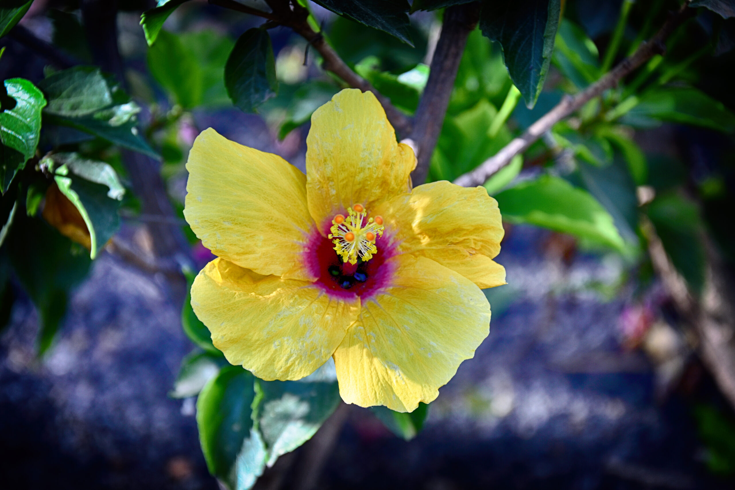 Żółty kwiat hibiskusa ogrodowego
