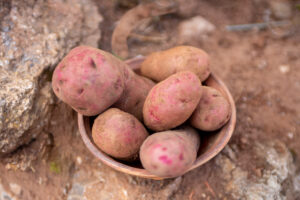 Czerwone ziemniaki Bellarosa w koszyczku