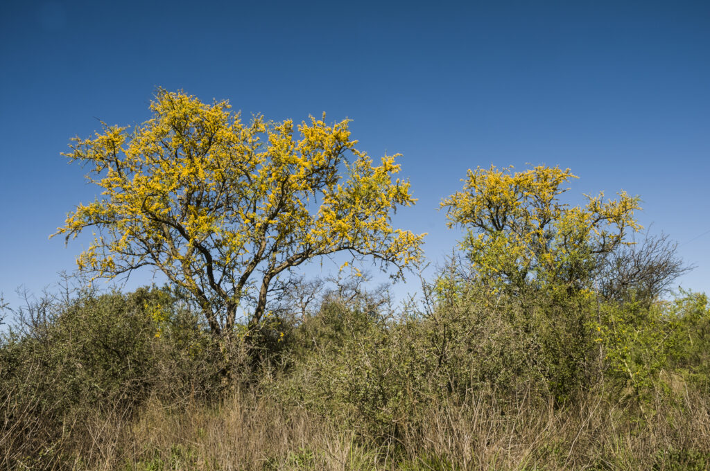 Żółte drzewo akacjowe