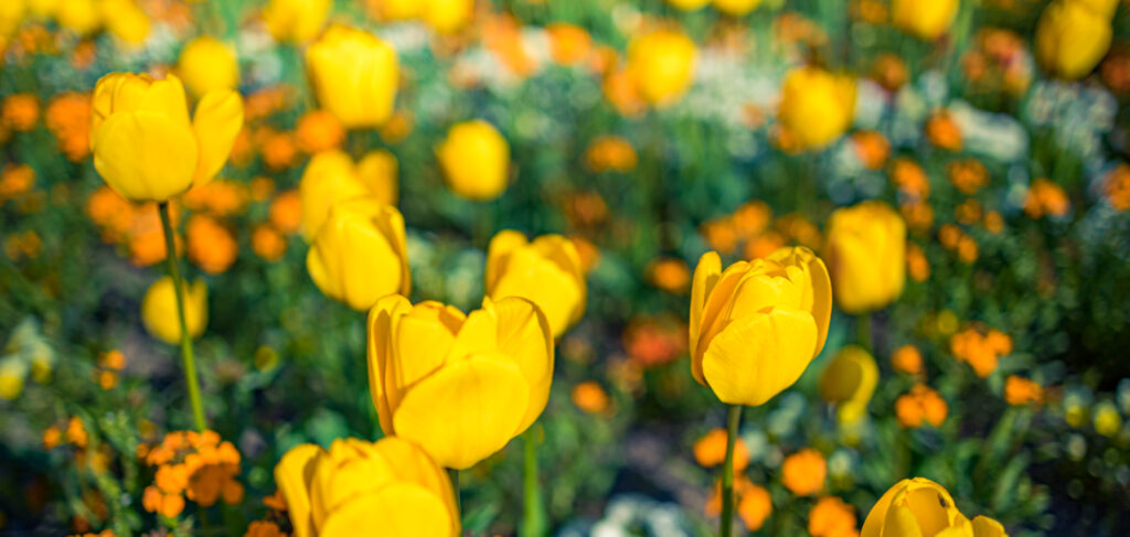 Żółte tulipany w ogrodzie