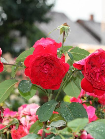 Czerwone róże: Symbolika i urok w ogrodzie i nie tylko