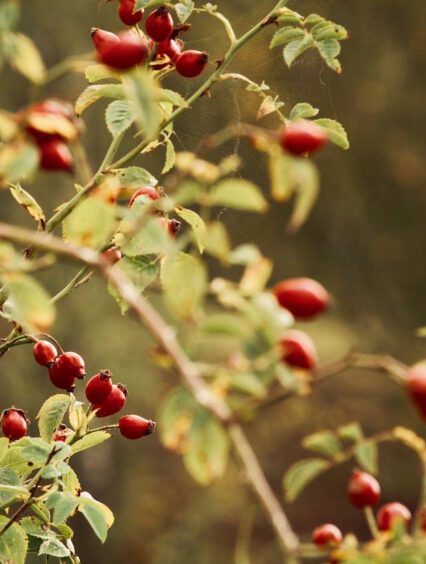 Odkryj Piękno Dzikiej Róży: Poradnik dla Entuzjastów Ogrodnictwa
